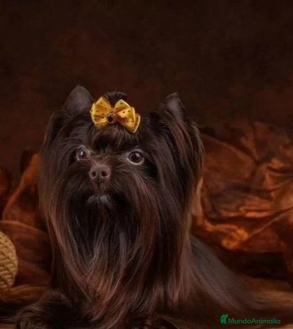 Yorkshire Terrier perros Exclusivo Yorkshire Chocolate Toy - Anuncio 23