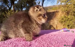 Scottish Fold gatos en venta: Scottish fold machito ojos verdes chinchilla - Imagen 3