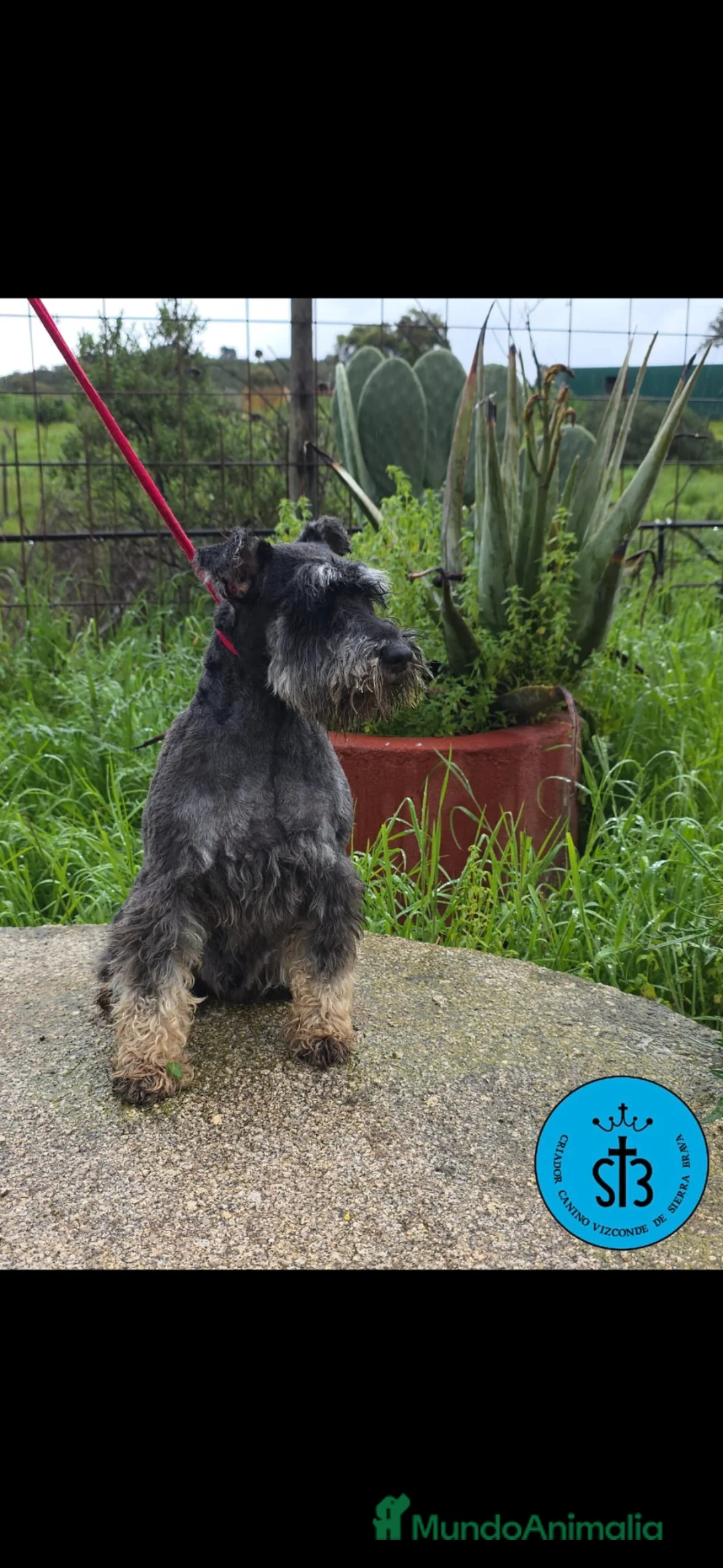 Schnauzer Miniatura perros en venta: Schnauzer miniatura negro y plata - Anuncio 1