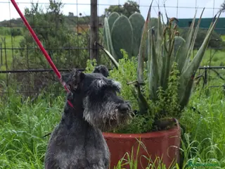 Schnauzer Miniatura perros Schnauzer miniatura negro y plata - Anuncio 2