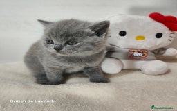 Británico de Pelo Corto gatos en venta: Gata British shorthair blue - Imagen 2