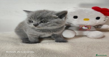 Británico de Pelo Corto gatos - Anuncio 14