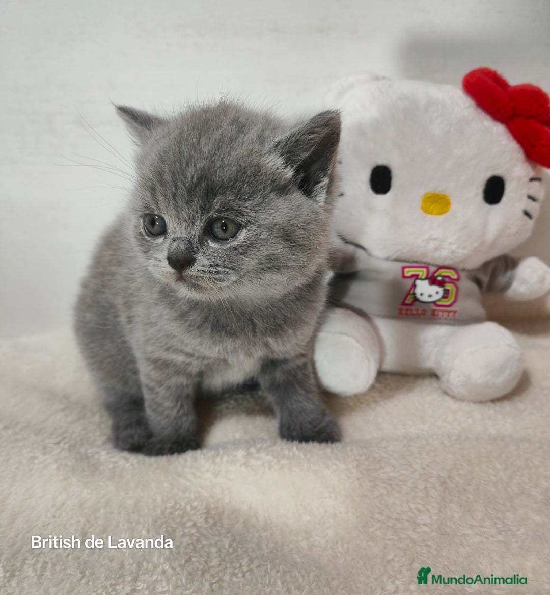Británico de Pelo Corto gatos en venta: Gata British shorthair blue - Imagen 2