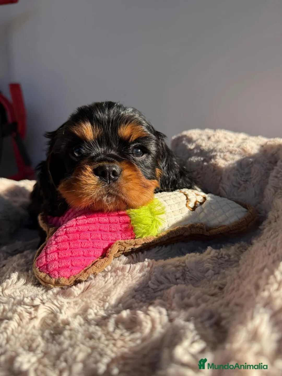 Cavalier King Charles Spaniel perros en venta: Cachorro Cavalier negro fuego y ruby  - Anuncio 9