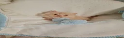 Persa gatos en venta: Disponible persa himalayo una pareja - Anuncio 4