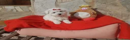 Bichón Maltés perros en venta: Bichón Maltés - Anuncio 2