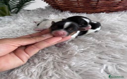 Yorkshire Terrier perros en venta: YORKSHIRE TERRIER BIEWER - Imagen 24