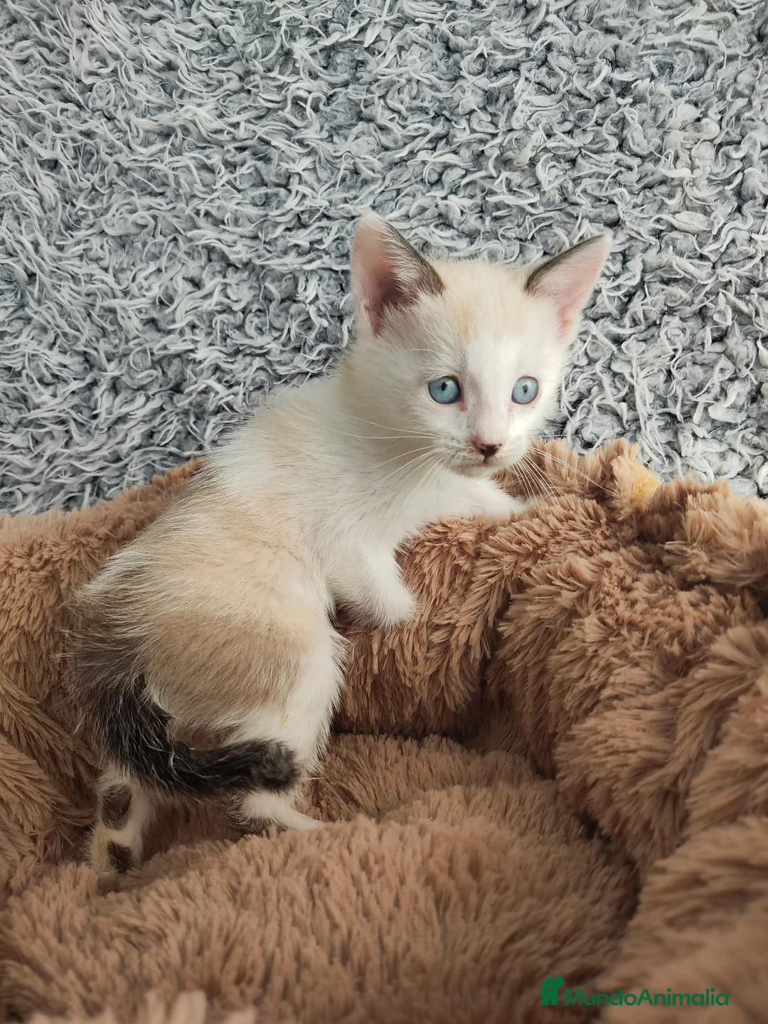 Raza Mixta gatos en venta: Siamés cruce - Anuncio 2