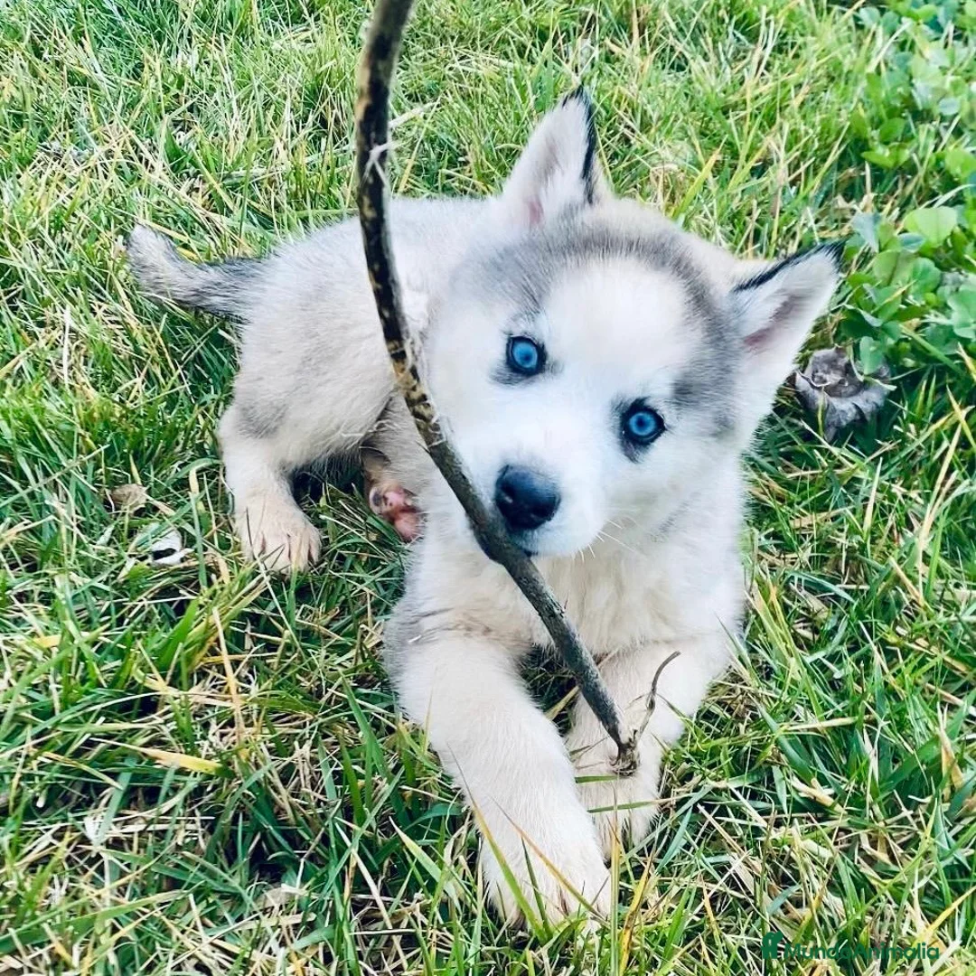 Husky Siberiano perros en venta: Husky  - Anuncio 2