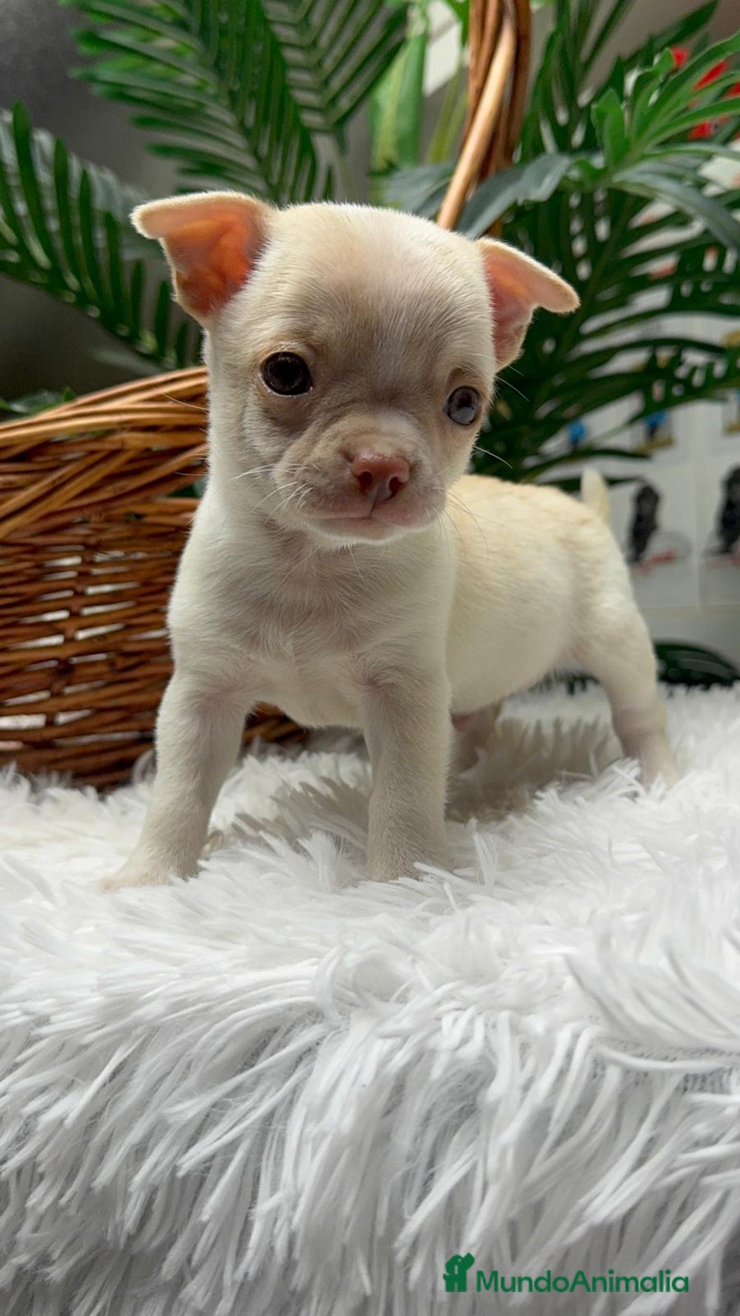 Chihuahua perros en venta: CHIHUAHUA MACHO - Anuncio 12