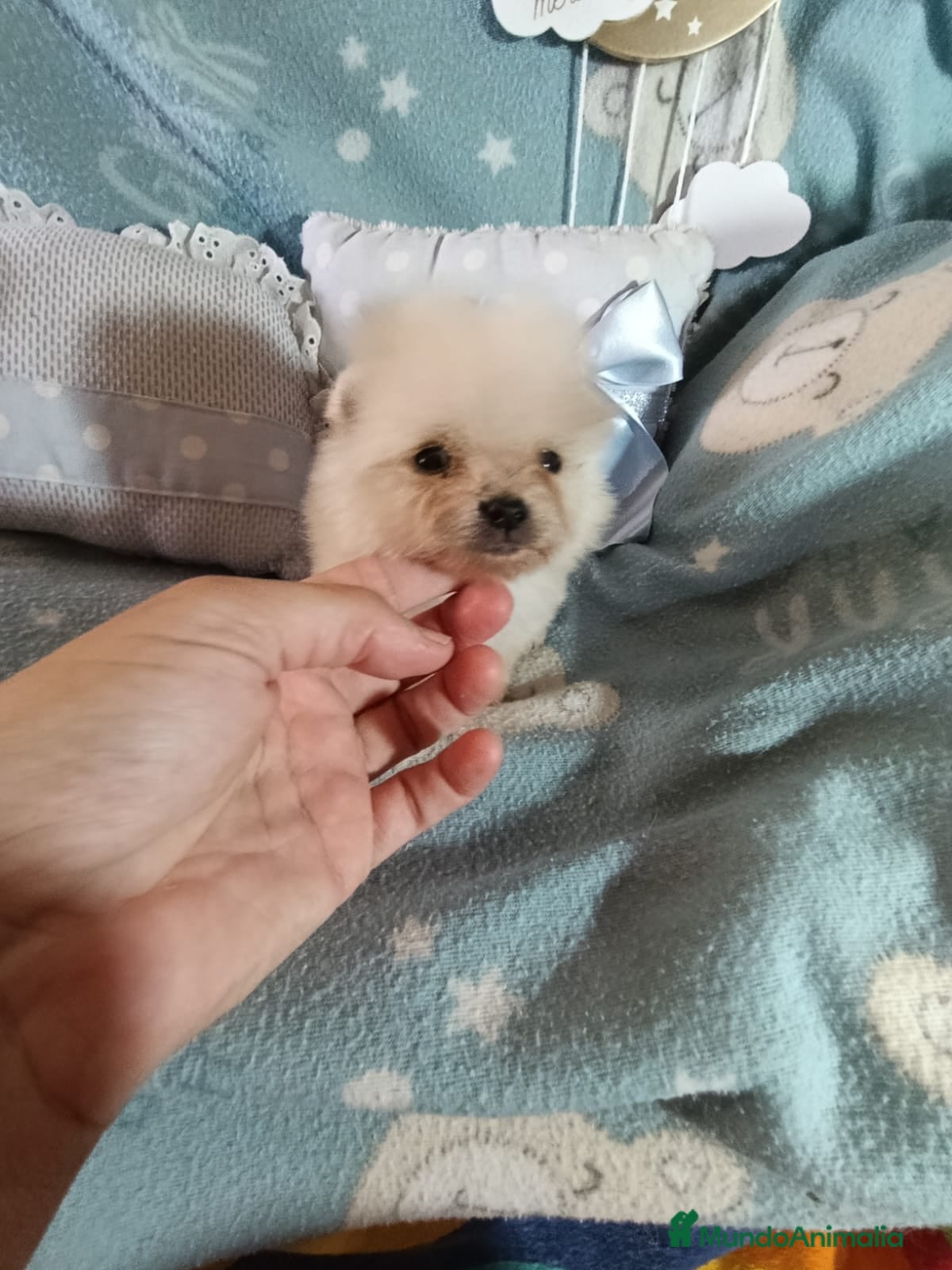 Pomerania perros ‼️POMERANIAS AMERICANOS TAMAÑO TOY - Anuncio 5