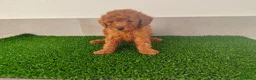 Caniche Toy perros en venta: Caniches toy - Anuncio 29