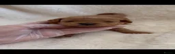 Caniche Toy perros en venta: Caniche toy  - Anuncio 1