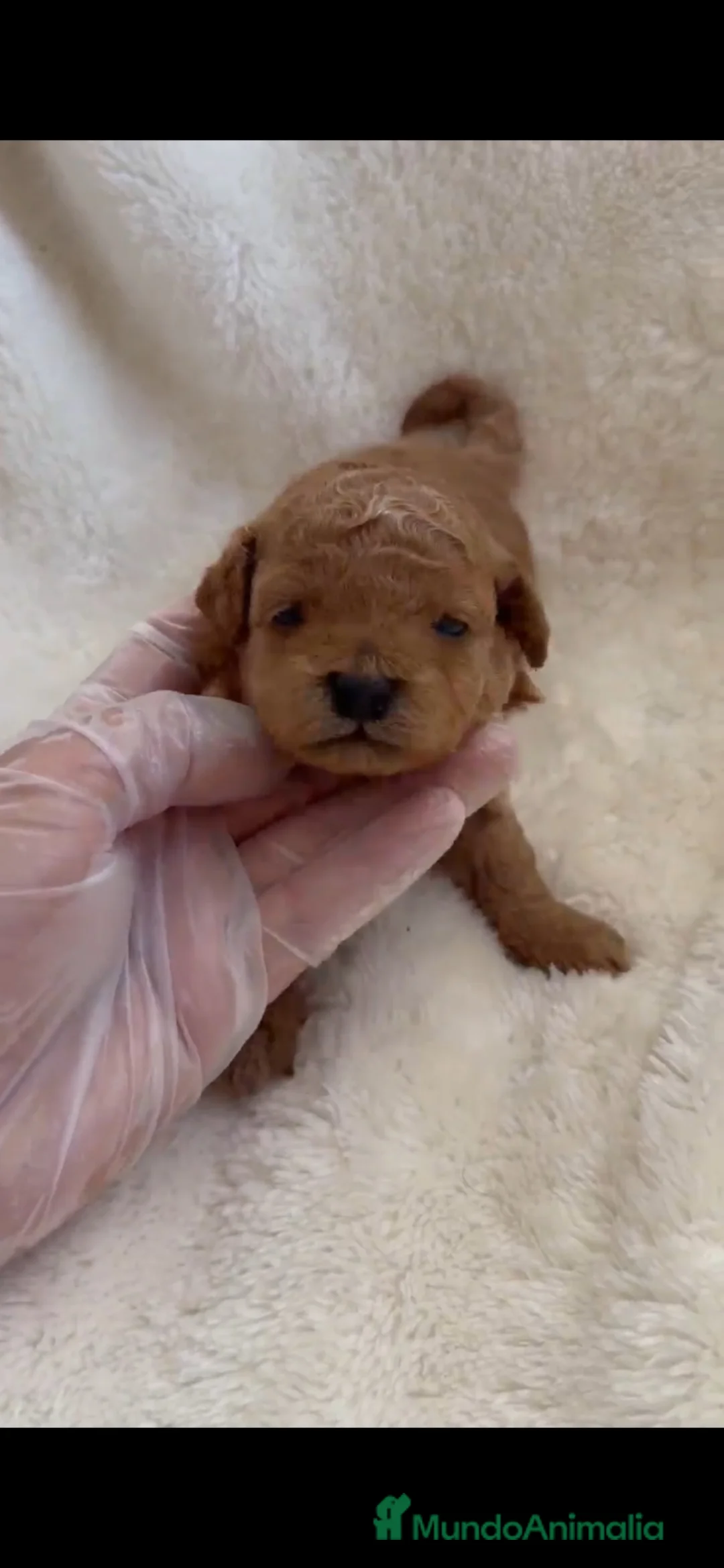 Caniche Toy perros en venta: Caniche toy  - Anuncio 1