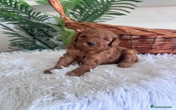 Caniche Toy perros en venta: CANICHE TOY ROJO MCHO, ENVIO A TODA ESPAÑA - Imagen 11