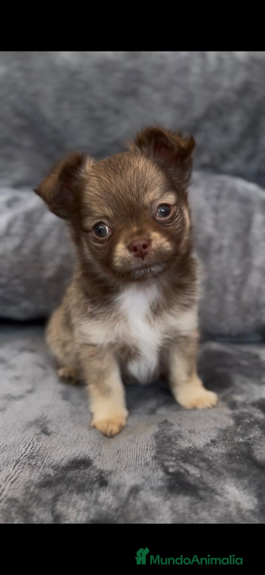 Chihuahua perros Chihuahua chocolate - Anuncio 2
