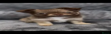 Chihuahua 1