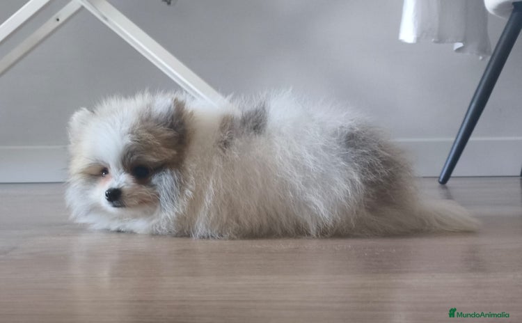 Pomerania perros Pomerania  - Anuncio 11