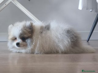 Pomerania perros Pomerania - Anuncio 19