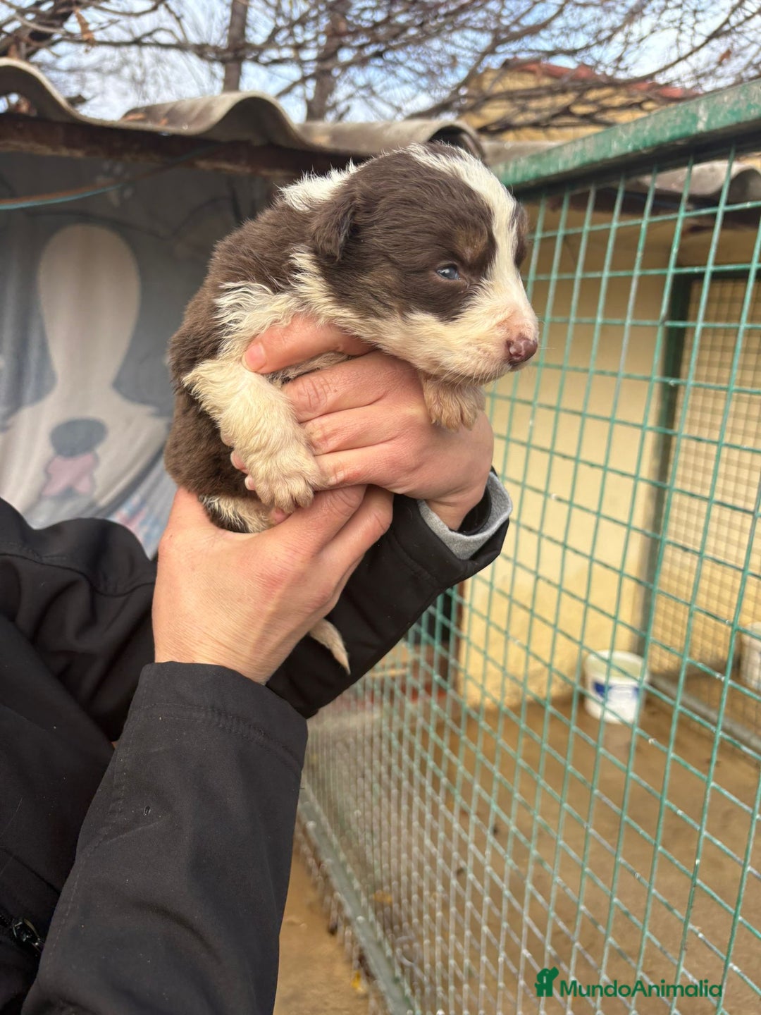Border Collie perros en venta: Preciosa camada Border Collie reserva ya el tuyo - Anuncio 7