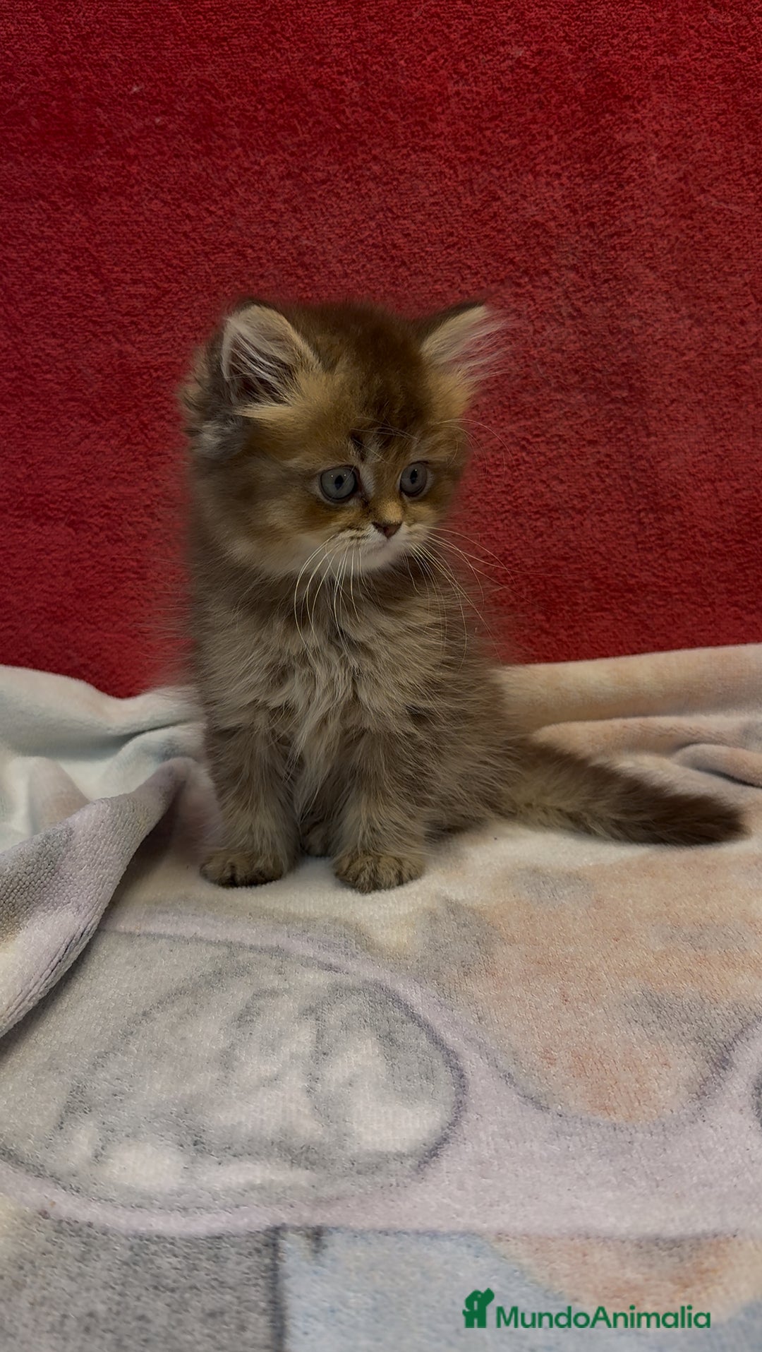 Británico de Pelo Largo gatos en venta: Monísimo British Golden de ojos verdes - Imagen 5