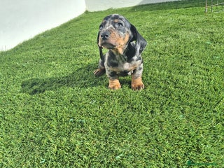 Teckel Miniatura perros TECKEL MINIATURA & KANINCHEN - Anuncio 3