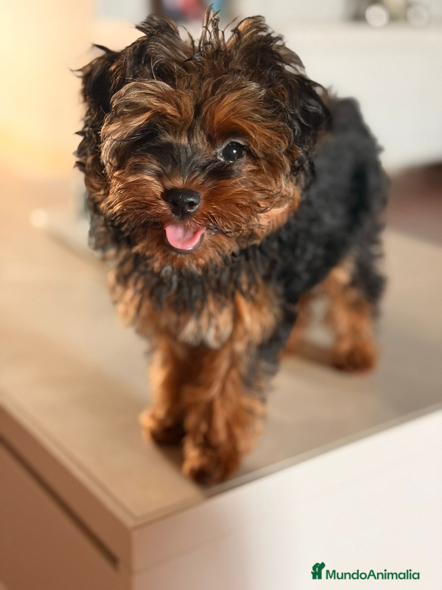 Yorkiepoo perros YORKIEPOO HEMBRA YORKSHIRE CON CANICHE - Anuncio 3