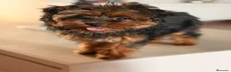 Yorkiepoo perros en venta: YORKIEPOO HEMBRA YORKSHIRE CON CANICHE - Anuncio 1