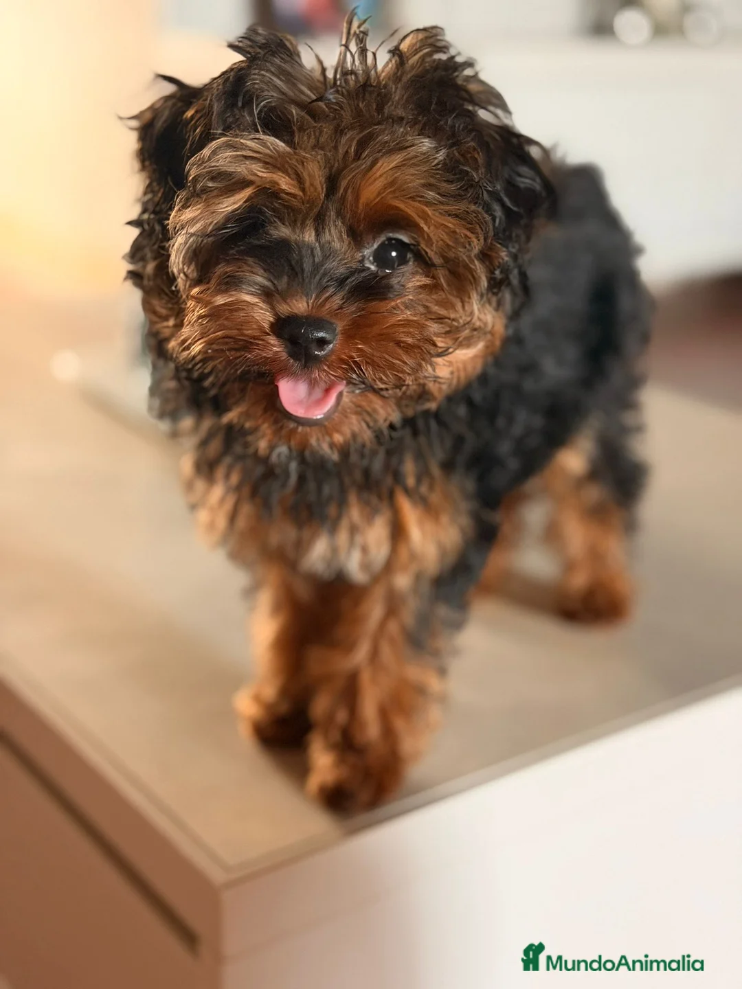 Yorkiepoo perros en venta: YORKIEPOO HEMBRA YORKSHIRE CON CANICHE - Anuncio 1