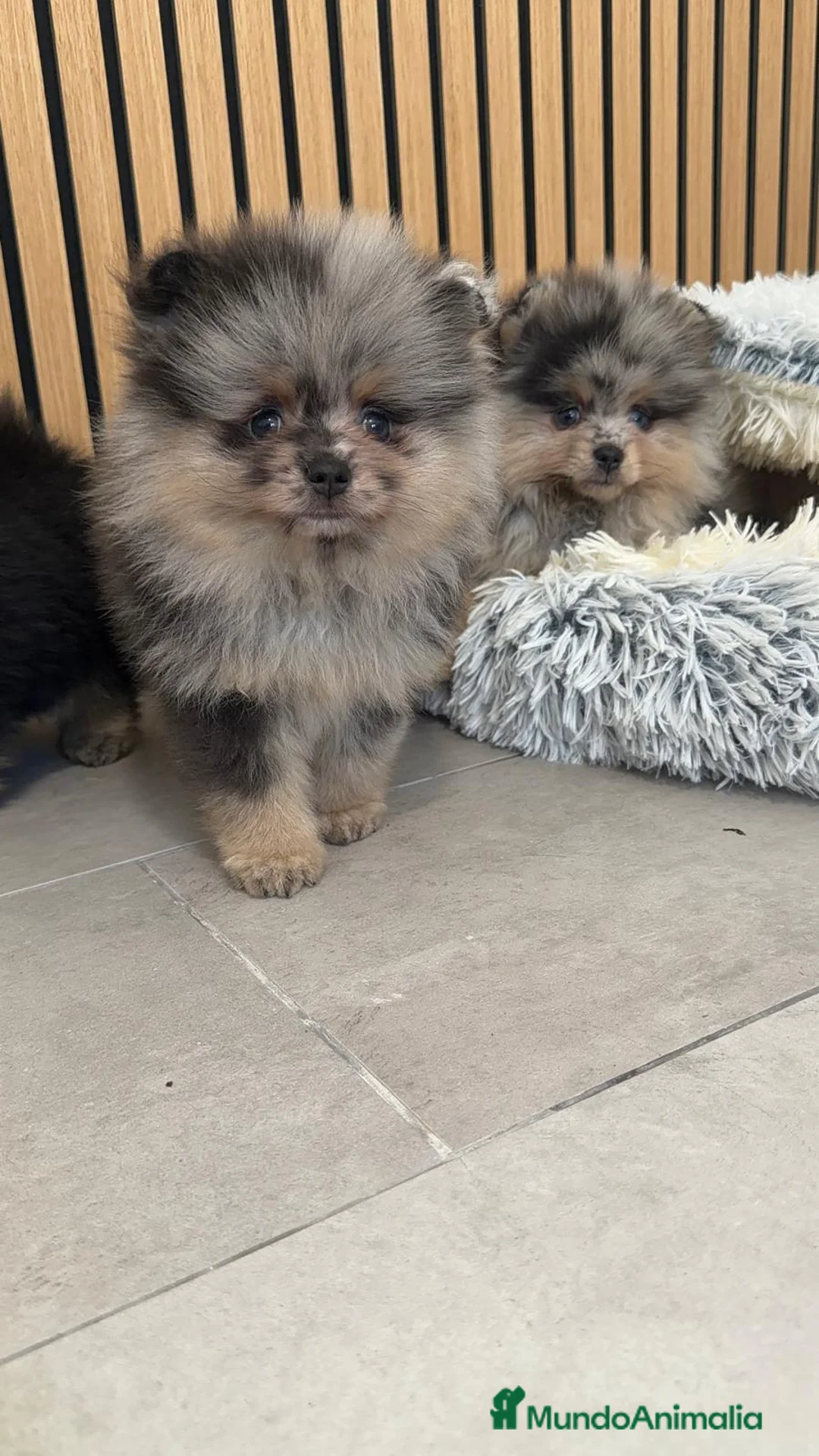 Pomerania perros en venta: Pomerania TOY disponibles  - Anuncio 1