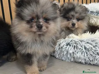 Pomerania perros Pomerania TOY disponibles - Anuncio 2