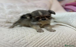 Chihuahua perros en venta: Chihuahua toy pelo largo  - Imagen 10