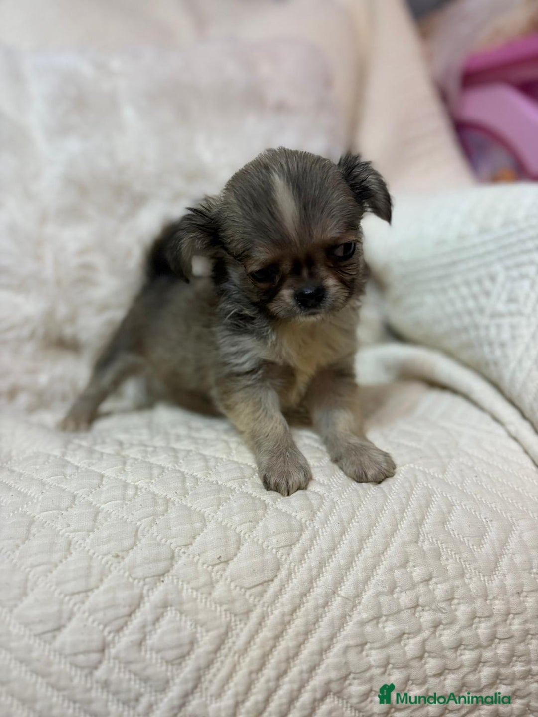 Chihuahua perros en venta: Chihuahua toy pelo largo  - Imagen 10