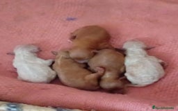 Caniche Toy perros en venta: Nueva camada caniche toy - Imagen 1