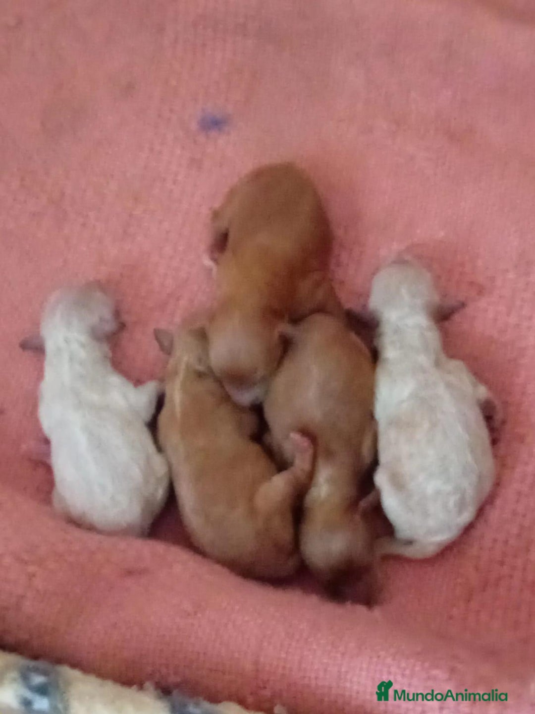Caniche Toy perros en venta: Nueva camada caniche toy - Imagen 1