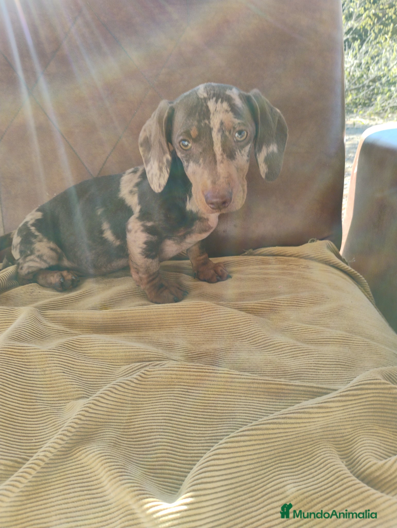 Teckel perros Cachorra teckel arlequín chocolate  - Anuncio 5