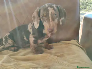 Teckel perros Cachorra teckel arlequín chocolate - Anuncio 5