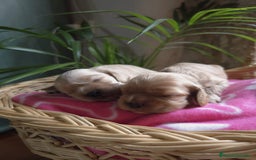 Cocker Spaniel Americano perros en venta: Cocker americano  - Imagen 2