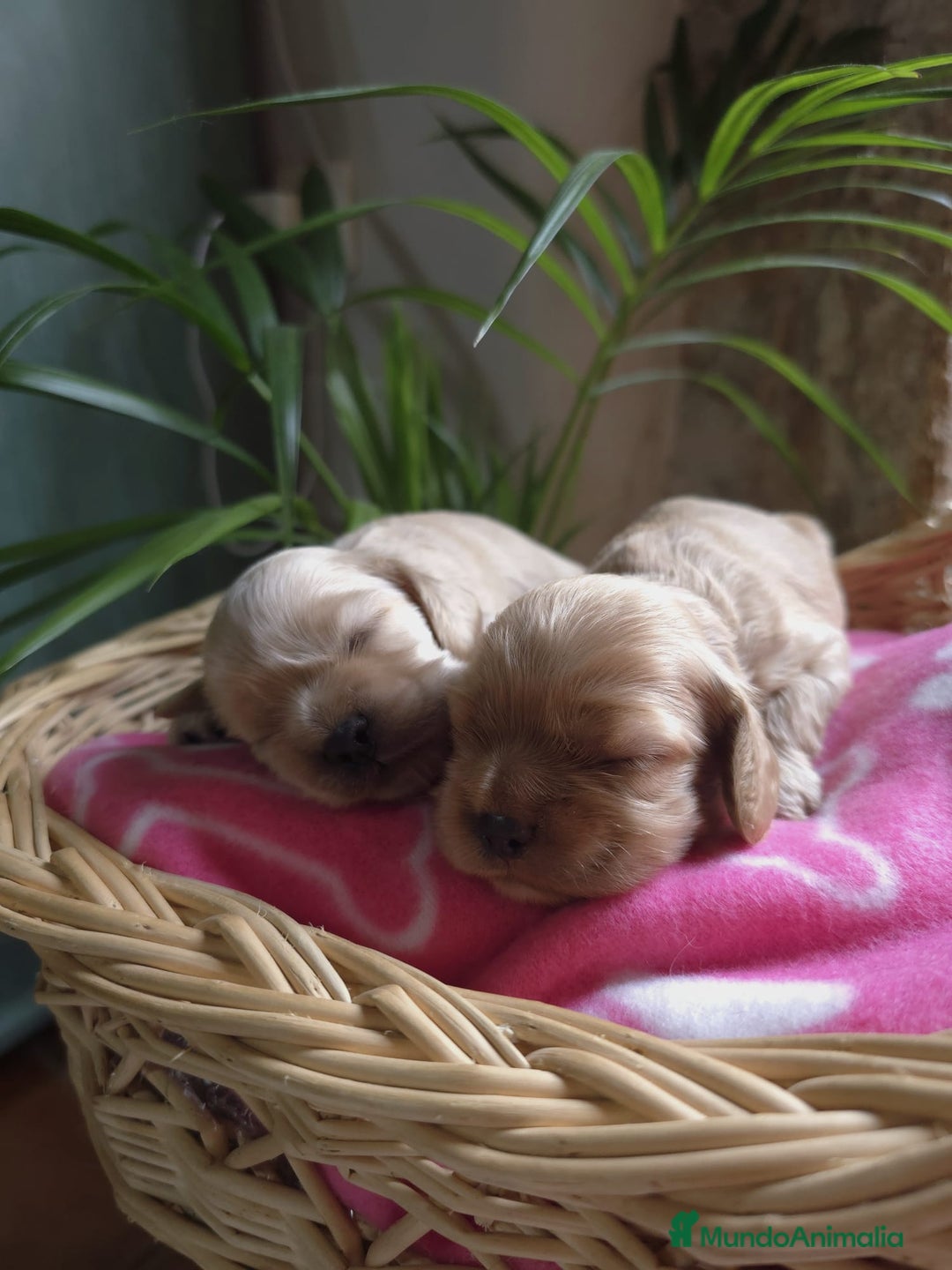 Cocker Spaniel Americano perros en venta: Cocker americano  - Imagen 2