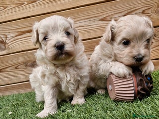 Maltipoo perros en Barcelona - Anuncio 40