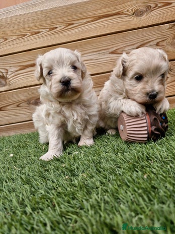 Maltipoo perros en Barcelona - Anuncio 18