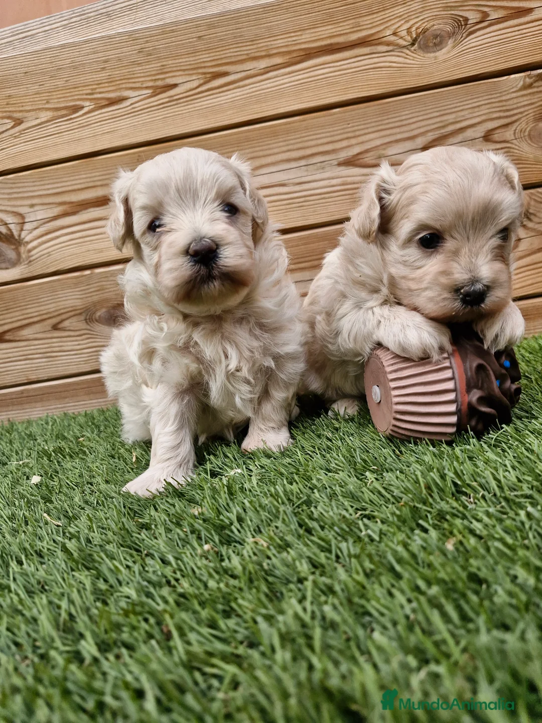 Maltipoo perros en venta: MALTIPOO  en Barcelona - Anuncio 1
