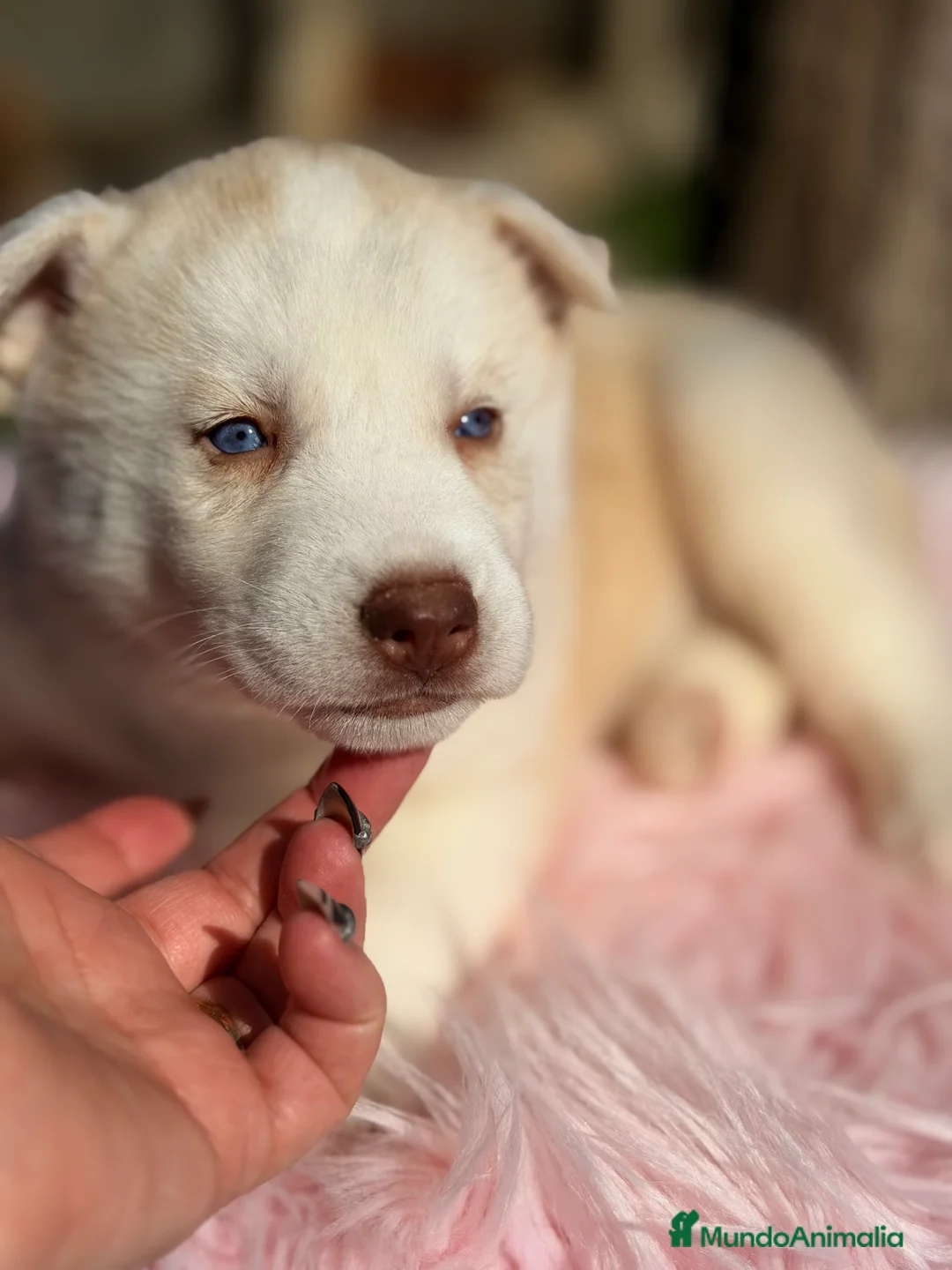 Husky Siberiano perros en venta: Husky hembra amarilla  - Anuncio 4