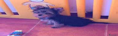 Yorkshire Terrier 1
