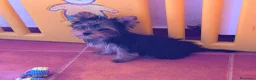 Yorkshire Terrier perros en venta: Yorkshire toy hembra  - Anuncio 2
