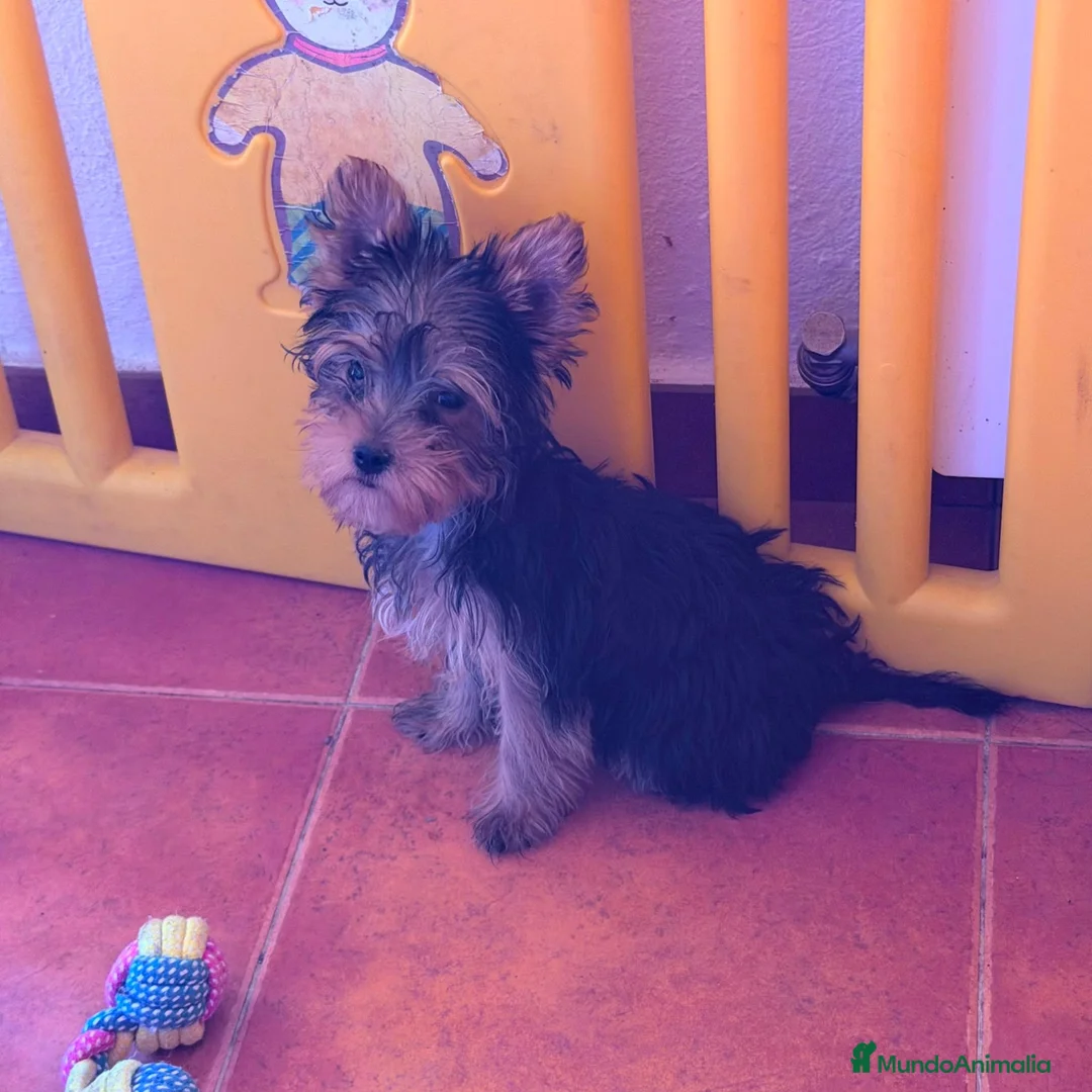 Yorkshire Terrier perros en venta: Yorkshire toy hembra  - Anuncio 2