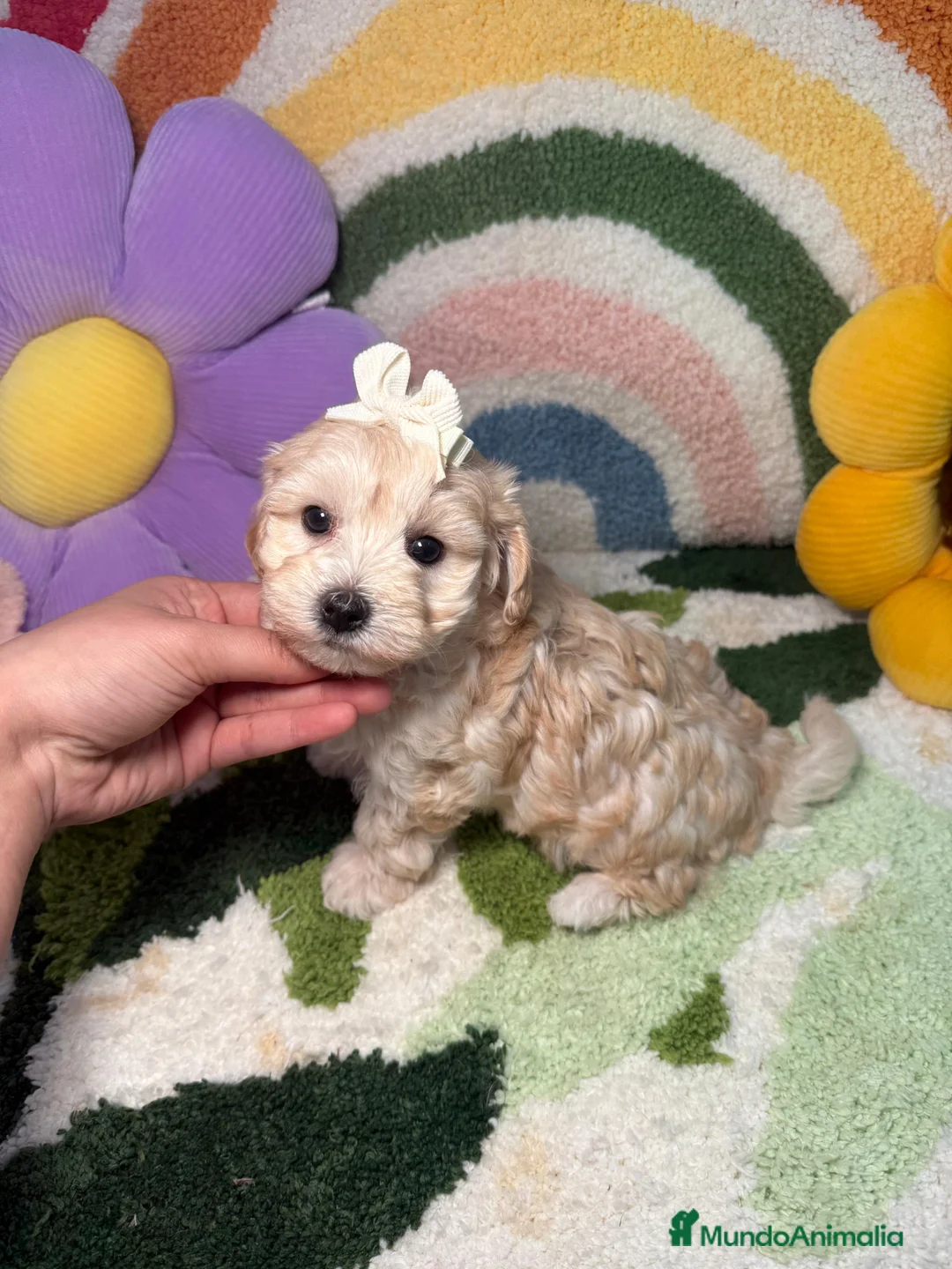 Maltipoo perros en venta: Maltipoo Mini Toy - Anuncio 2