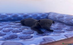 Whippet perros en venta: Whippet blue  - Imagen 14