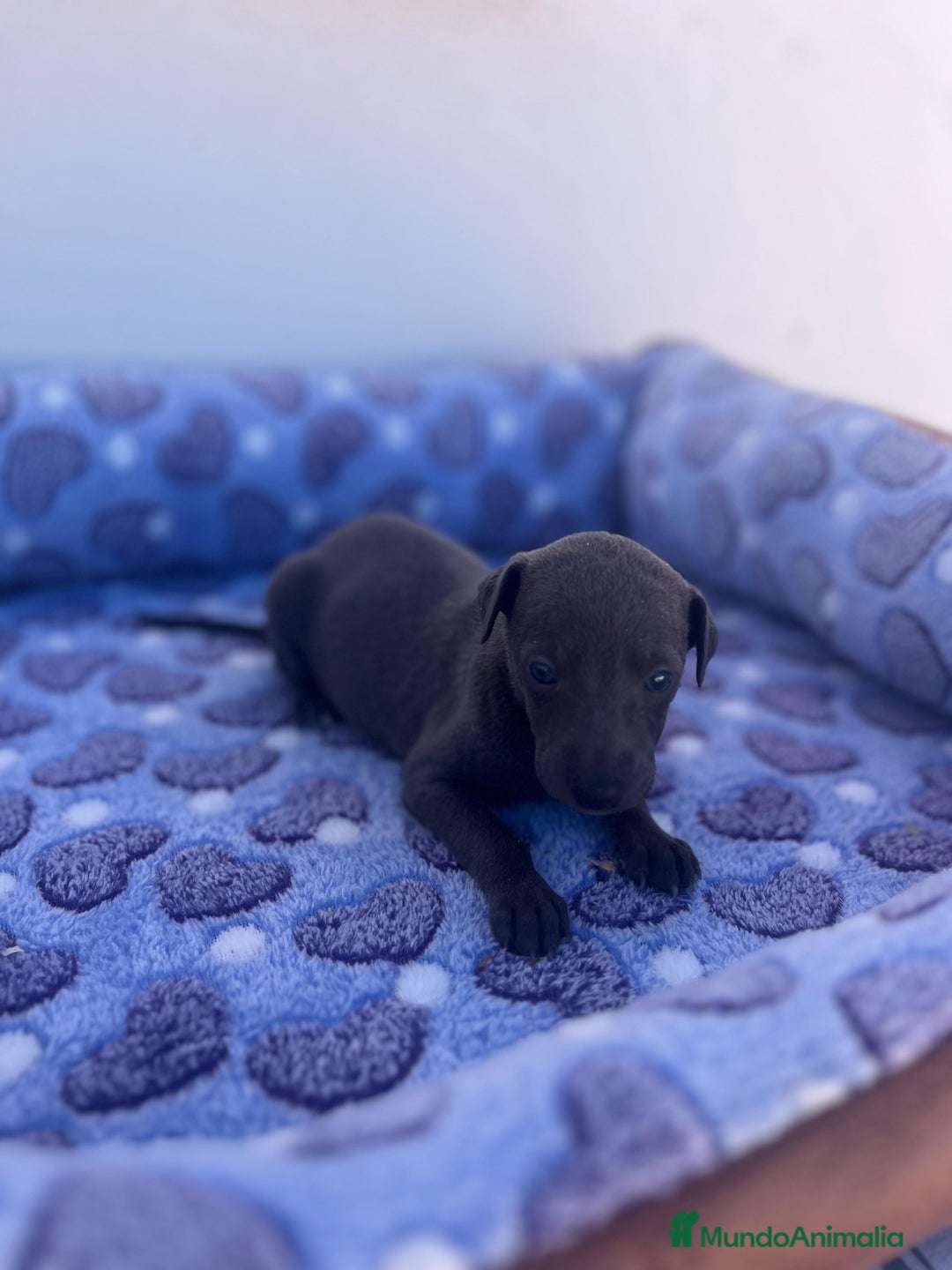 Whippet perros en venta: Whippet blue  - Imagen 14