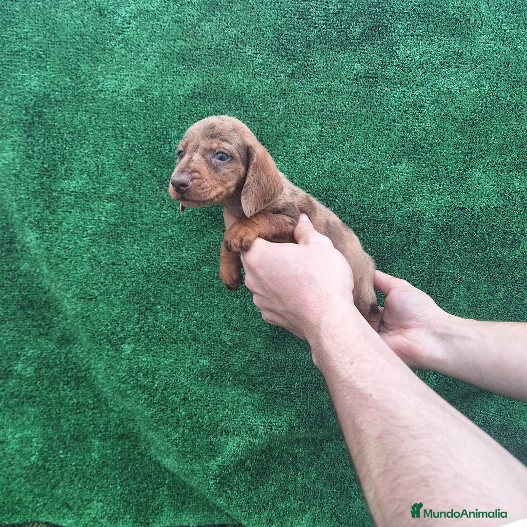 Teckel Miniatura perros en venta: TECKEL MINIATURA ARLEQUIN  - Anuncio 1